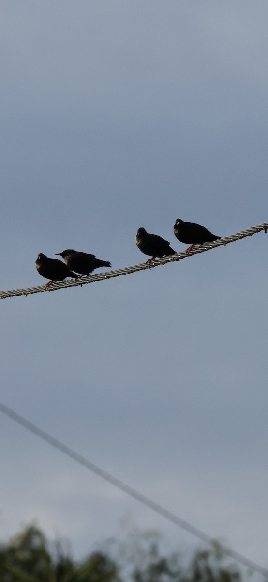 Étourneau unicolore - ML647170085