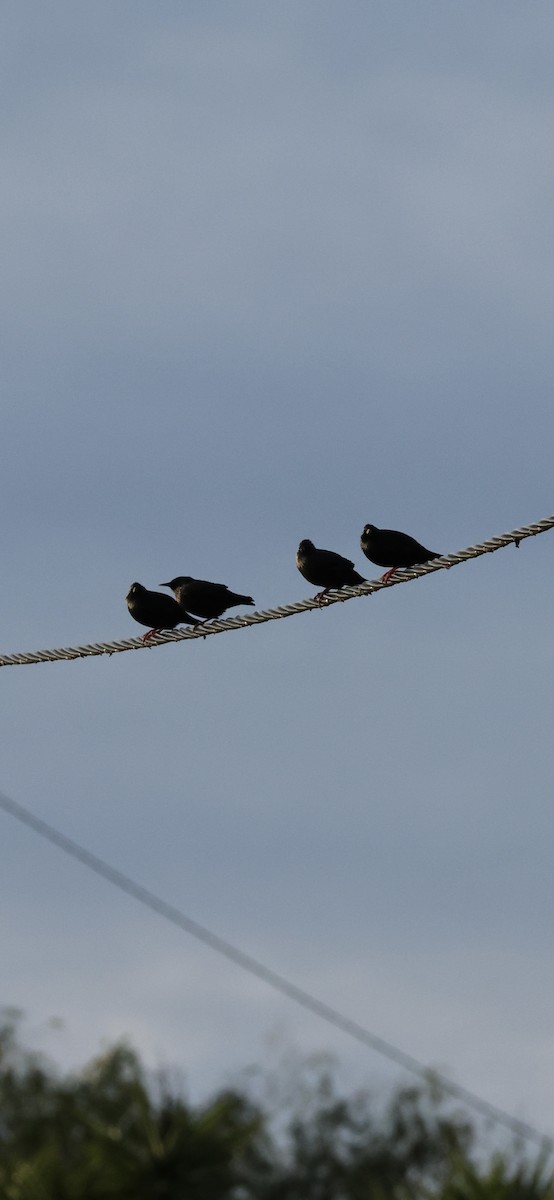 Étourneau unicolore - ML647170087