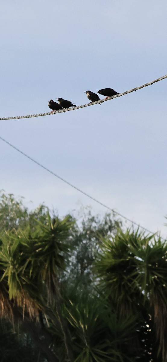 Étourneau unicolore - ML647170089