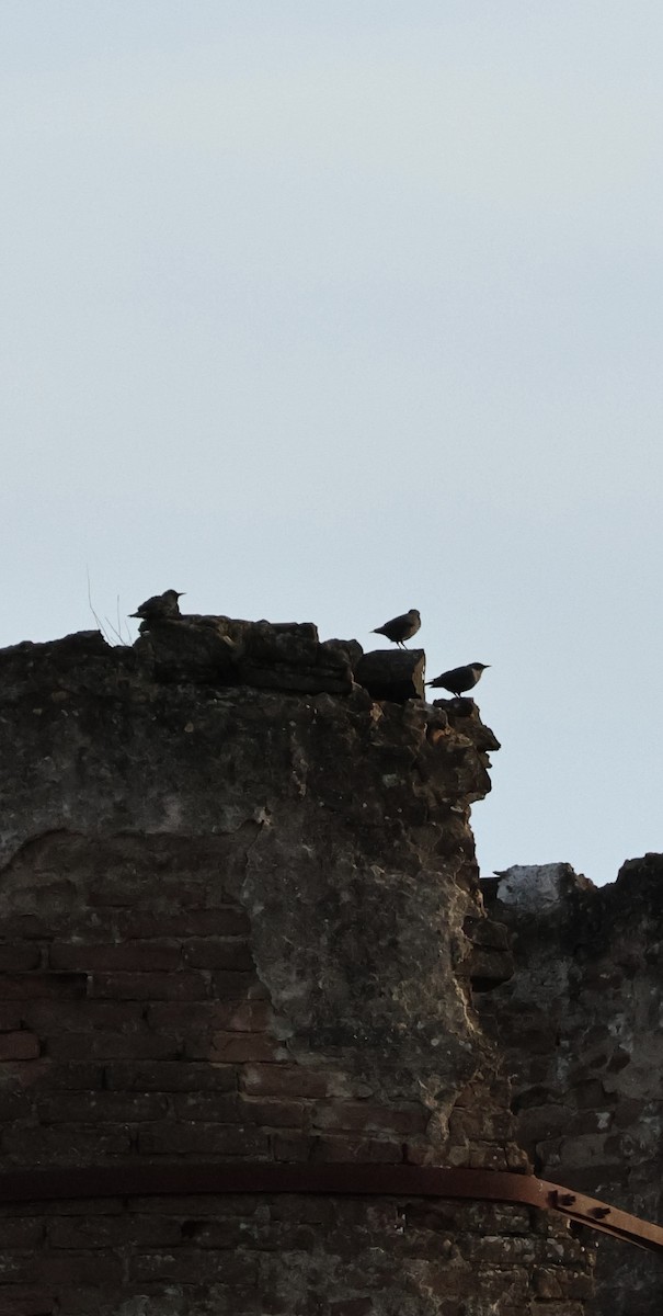 Étourneau unicolore - ML647170090