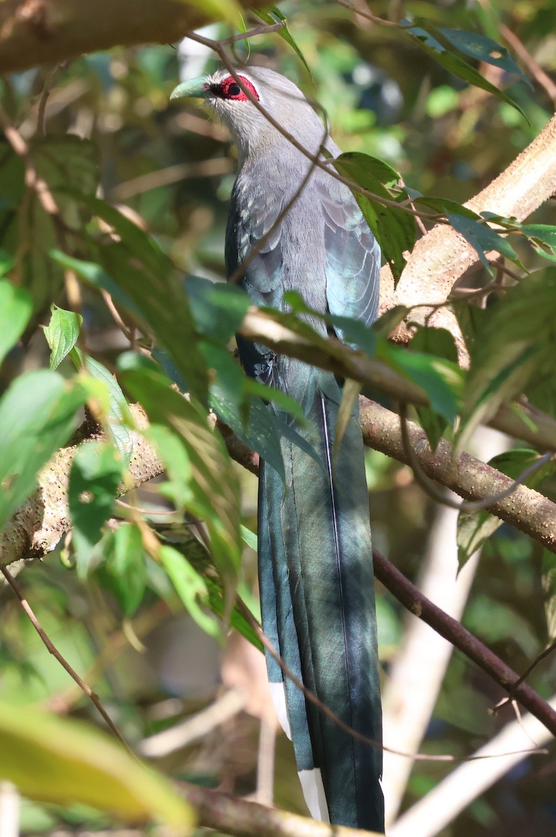 Green-billed Malkoha - ML647170093