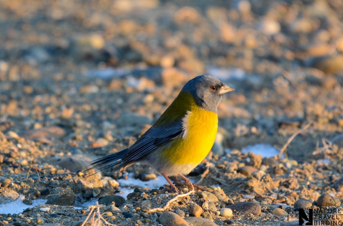 Gray-hooded Sierra Finch - ML647170094