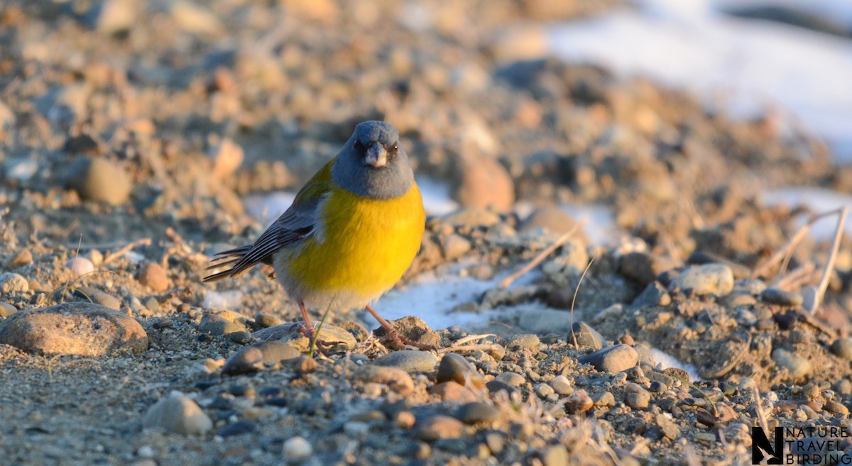 Gray-hooded Sierra Finch - ML647170095