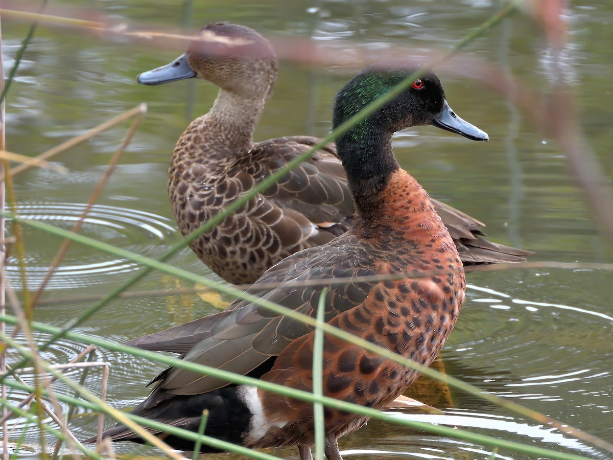Chestnut Teal - ML647170098