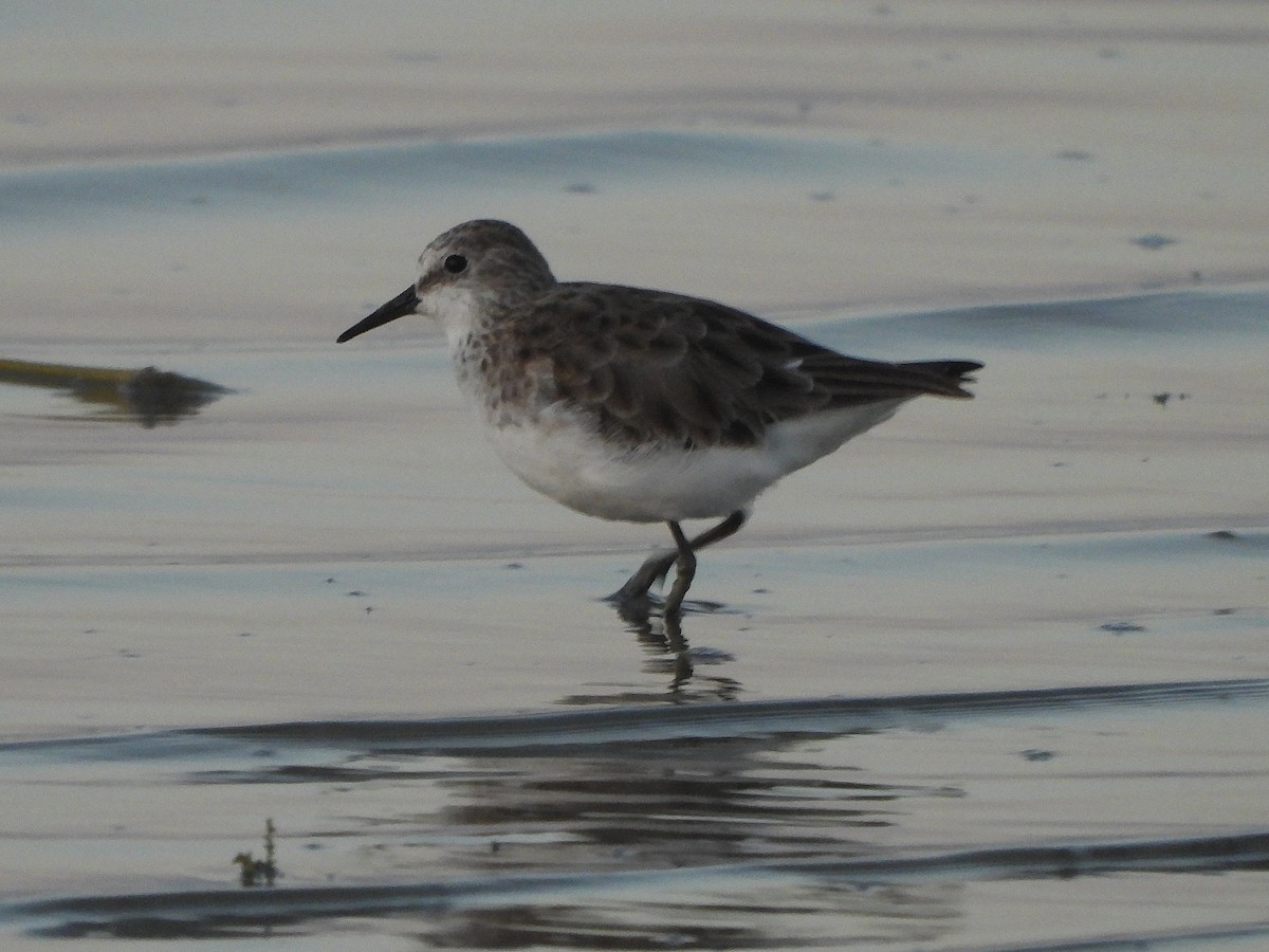 Little Stint - ML647170099