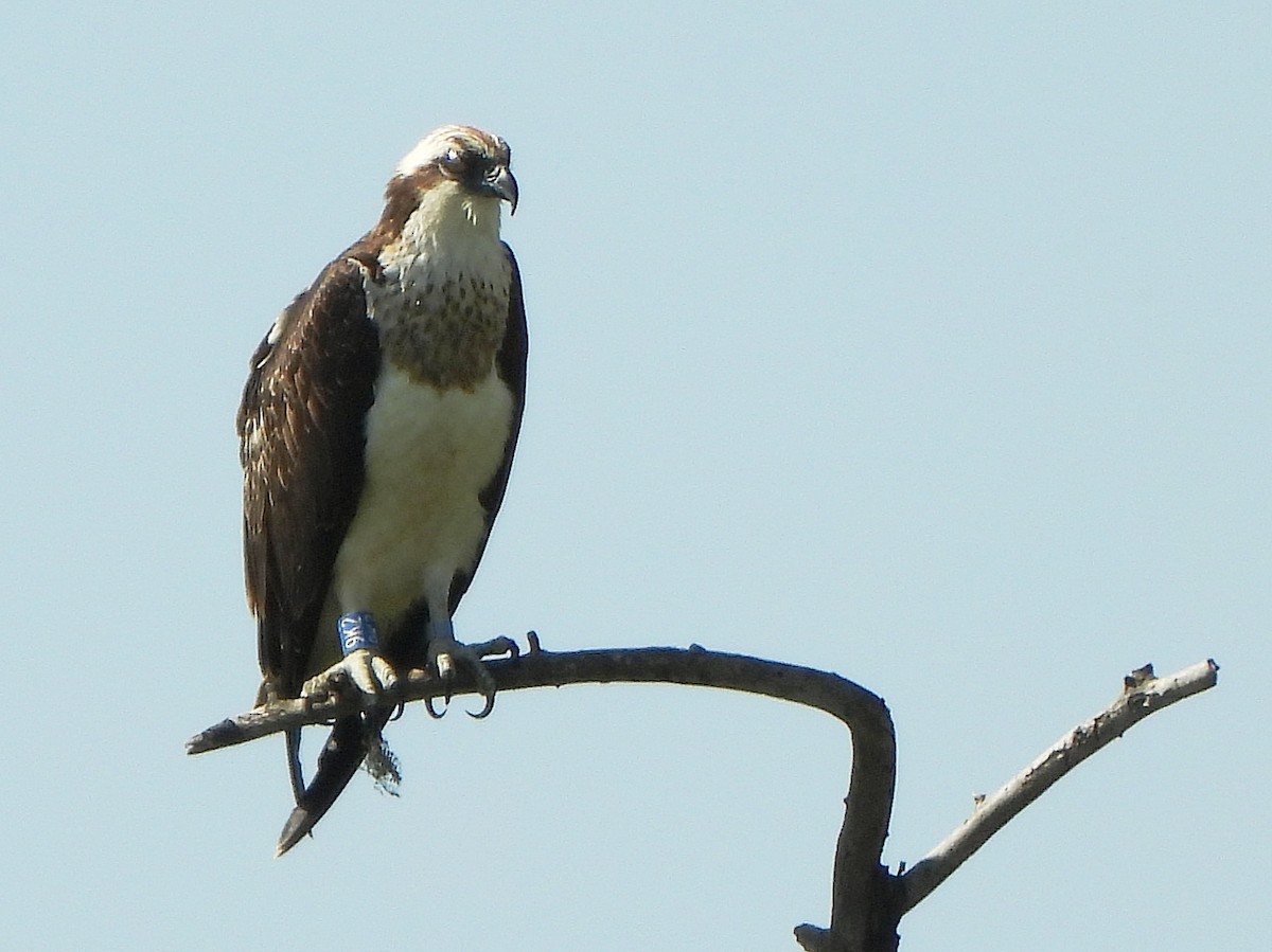 Osprey - ML647170108