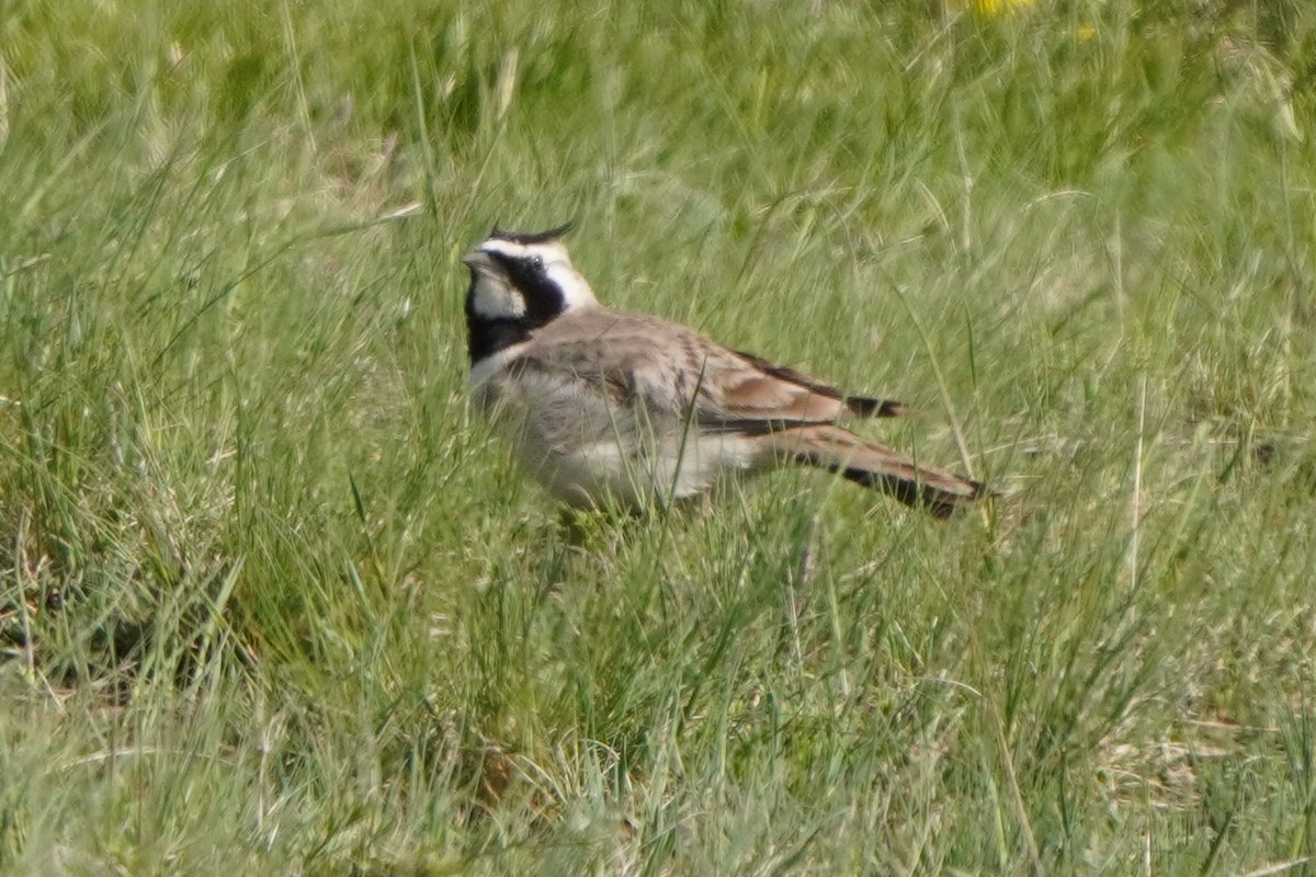 Horned Lark - ML647170109