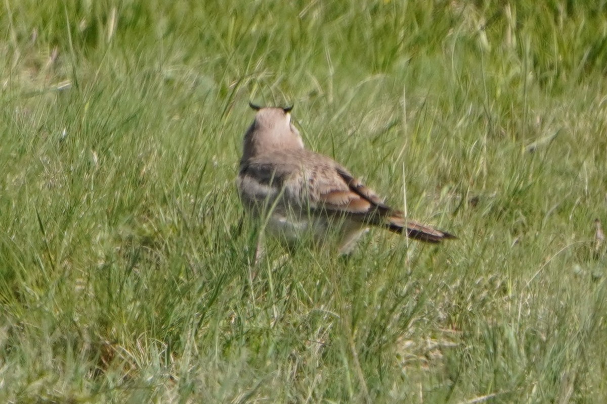 Horned Lark - ML647170110