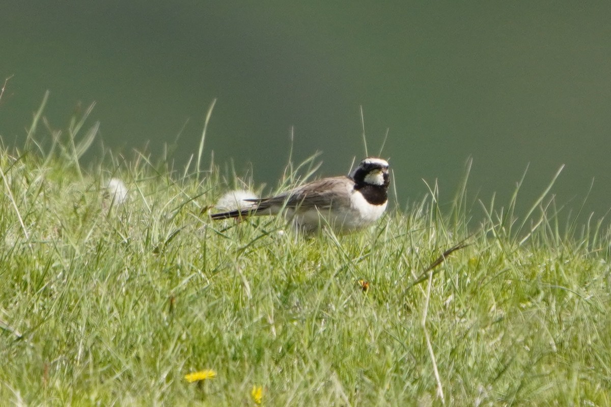 Horned Lark - ML647170111