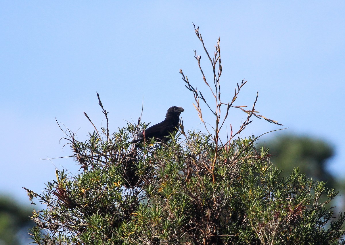 Smooth-billed Ani - ML647170112