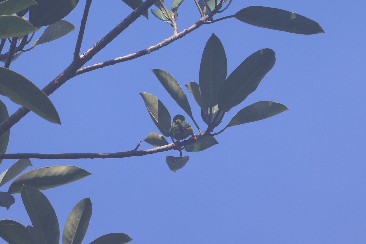 Moluccan Hanging-Parrot - ML647170127