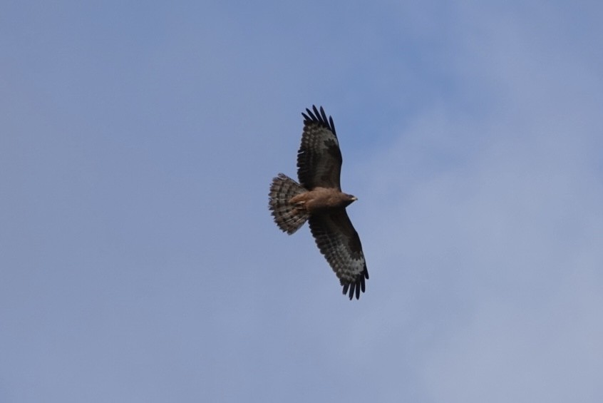 European Honey-buzzard - ML647170132