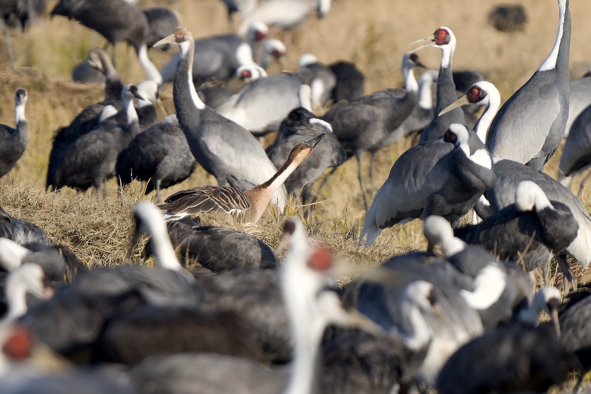 Swan Goose - ML647170133