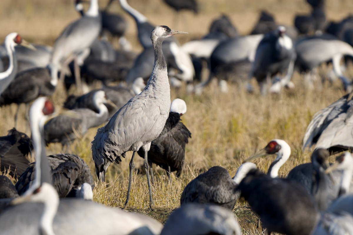 Common Crane - ML647170134