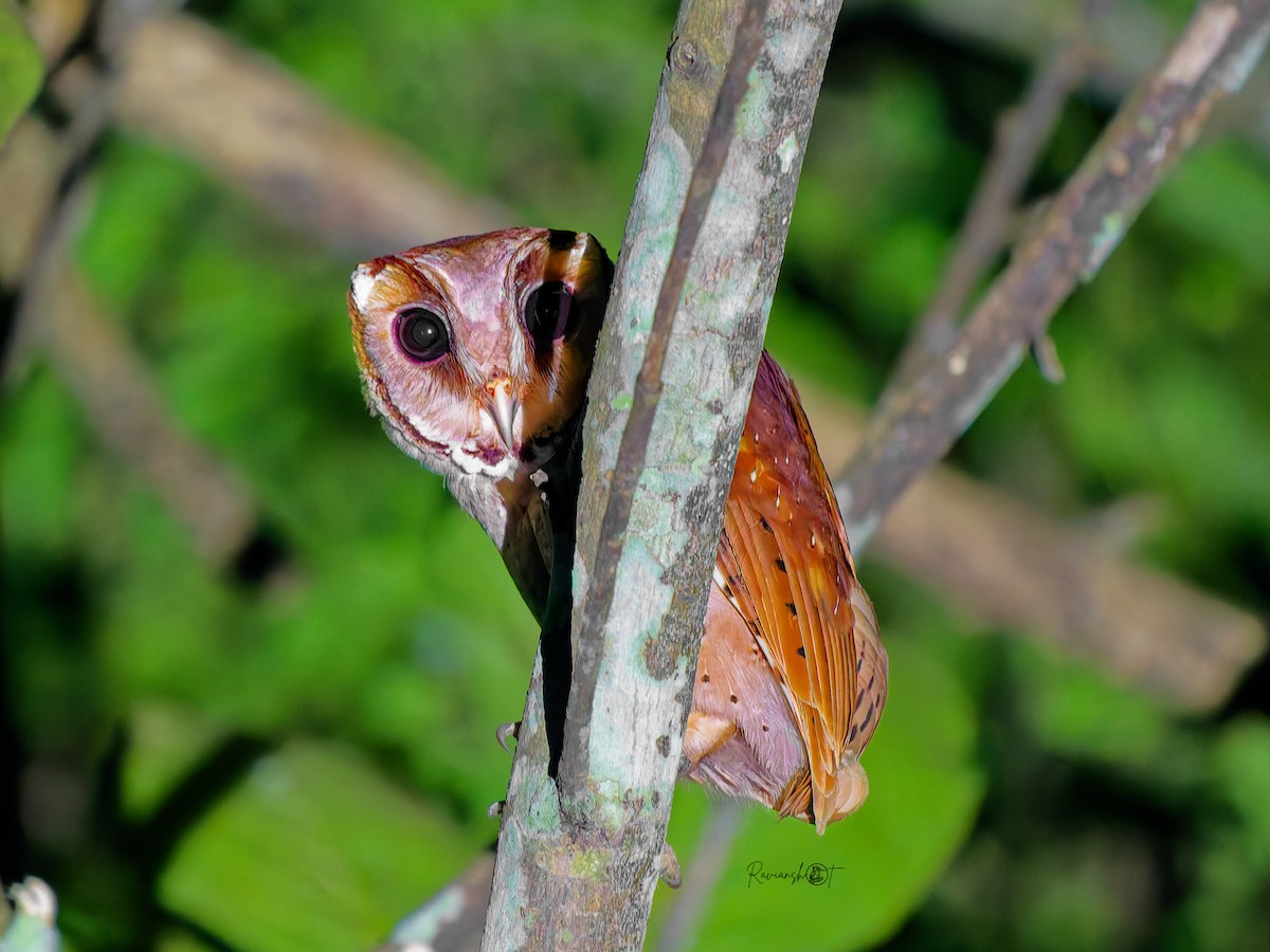 Oriental Bay-Owl - ML647170135