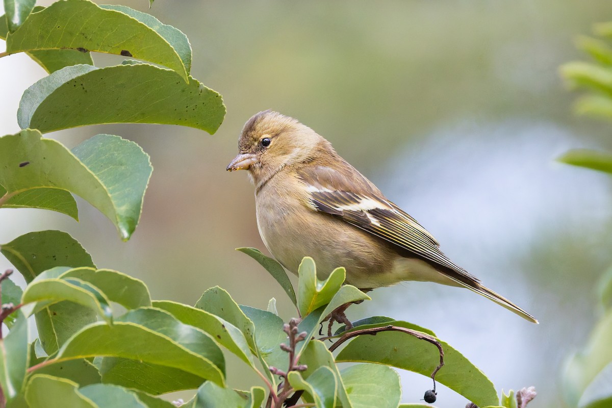 Common Chaffinch - ML647170136