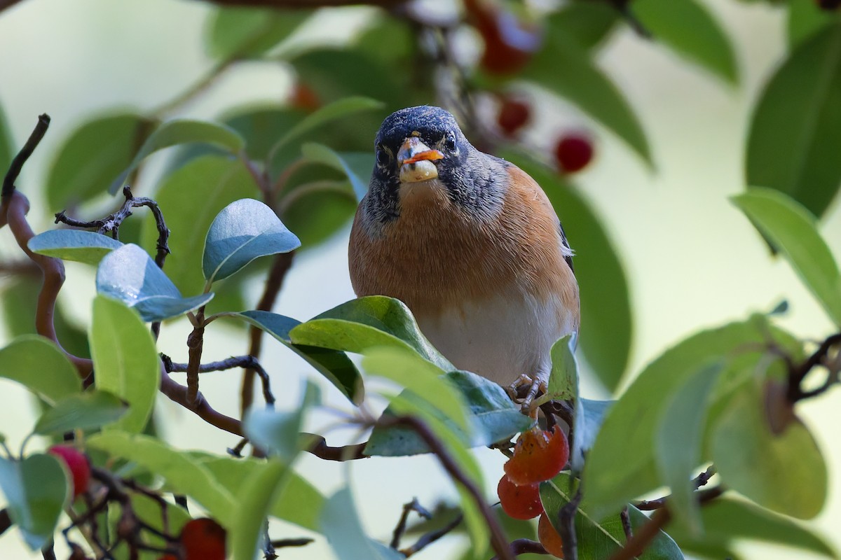 Brambling - ML647170137