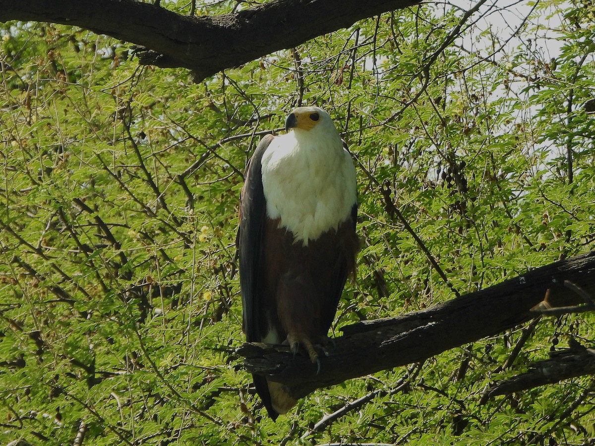 African Fish-Eagle - ML647170138