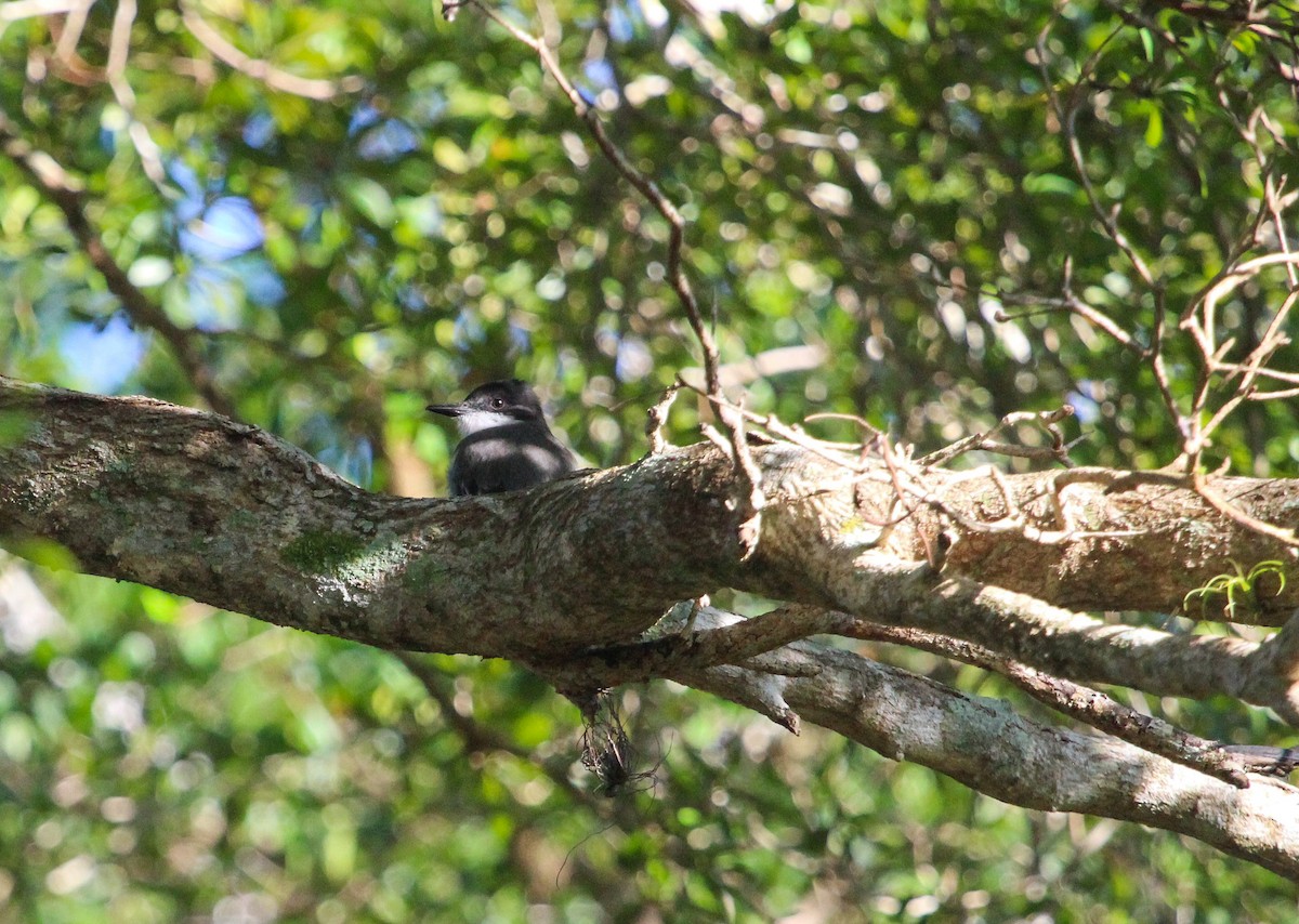 Loggerhead Kingbird - ML647170139