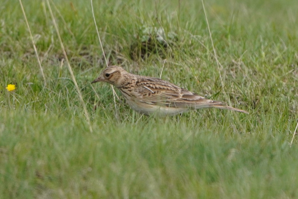 Eurasian Skylark - ML647170140