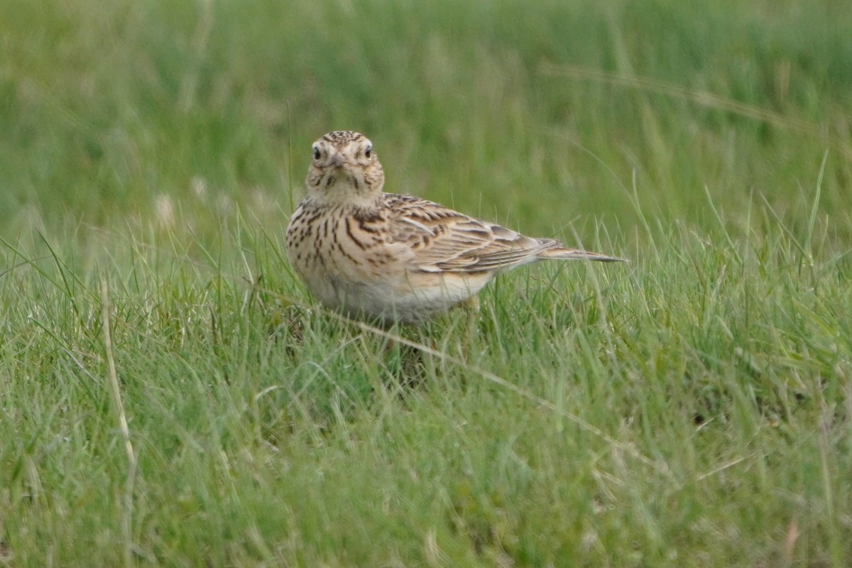Eurasian Skylark - ML647170141
