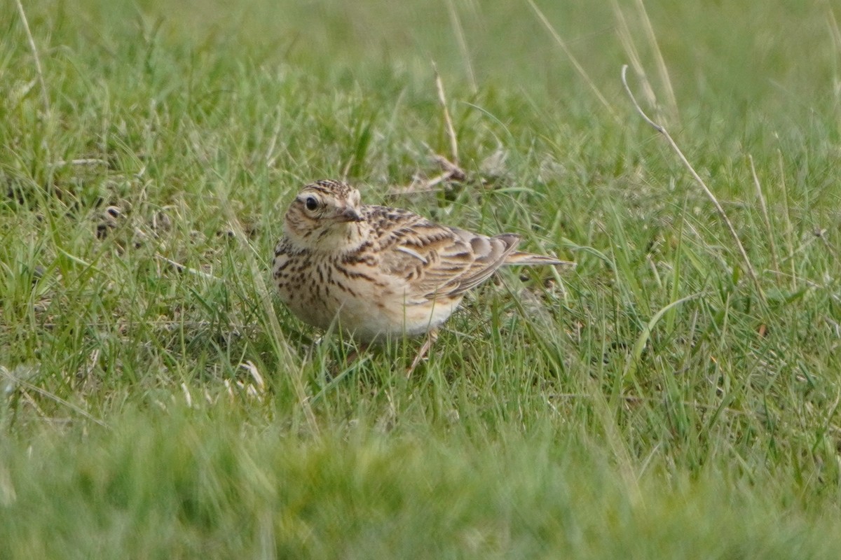 Eurasian Skylark - ML647170142
