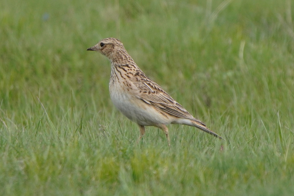 Eurasian Skylark - ML647170143