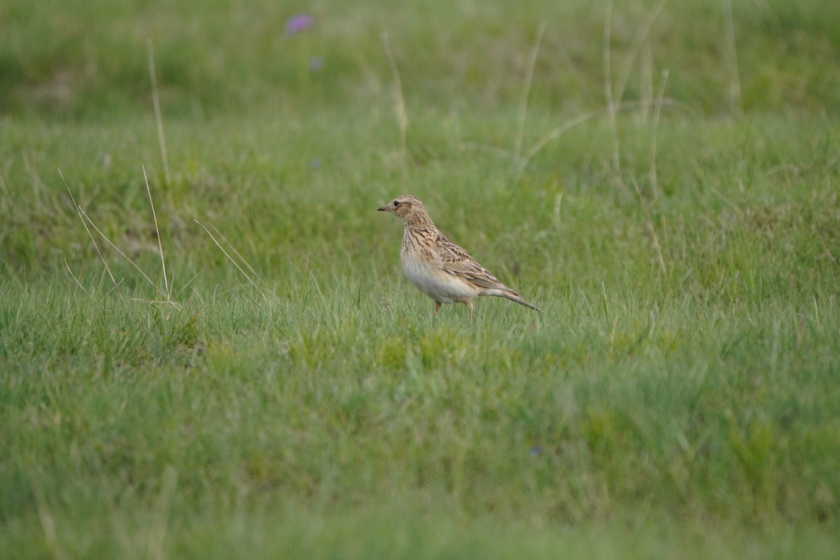 Eurasian Skylark - ML647170144