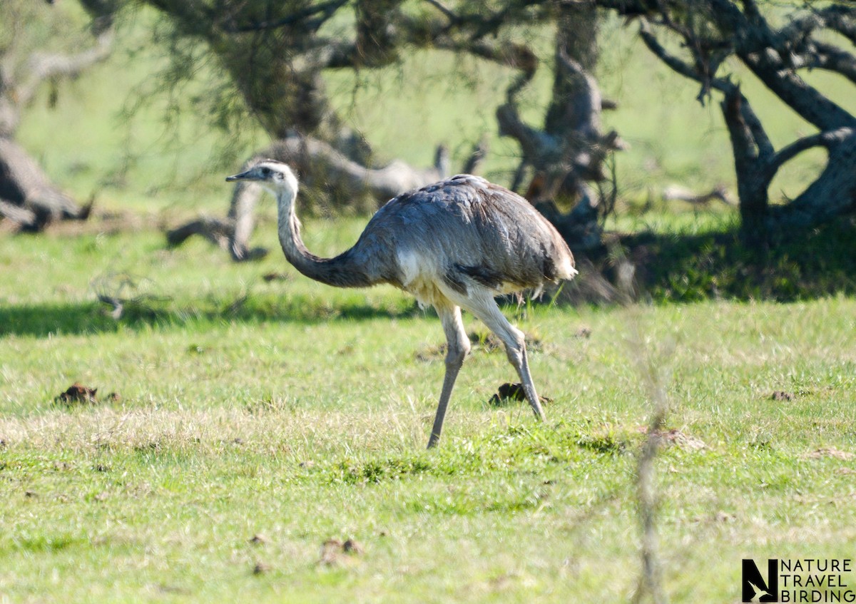 Greater Rhea - ML647170145