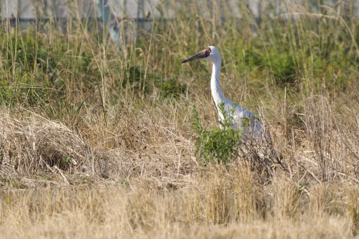 Siberian Crane - ML647170147
