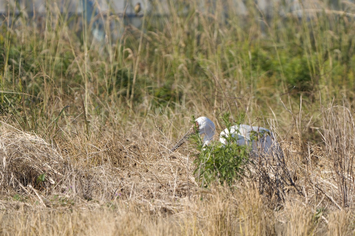 Siberian Crane - ML647170148
