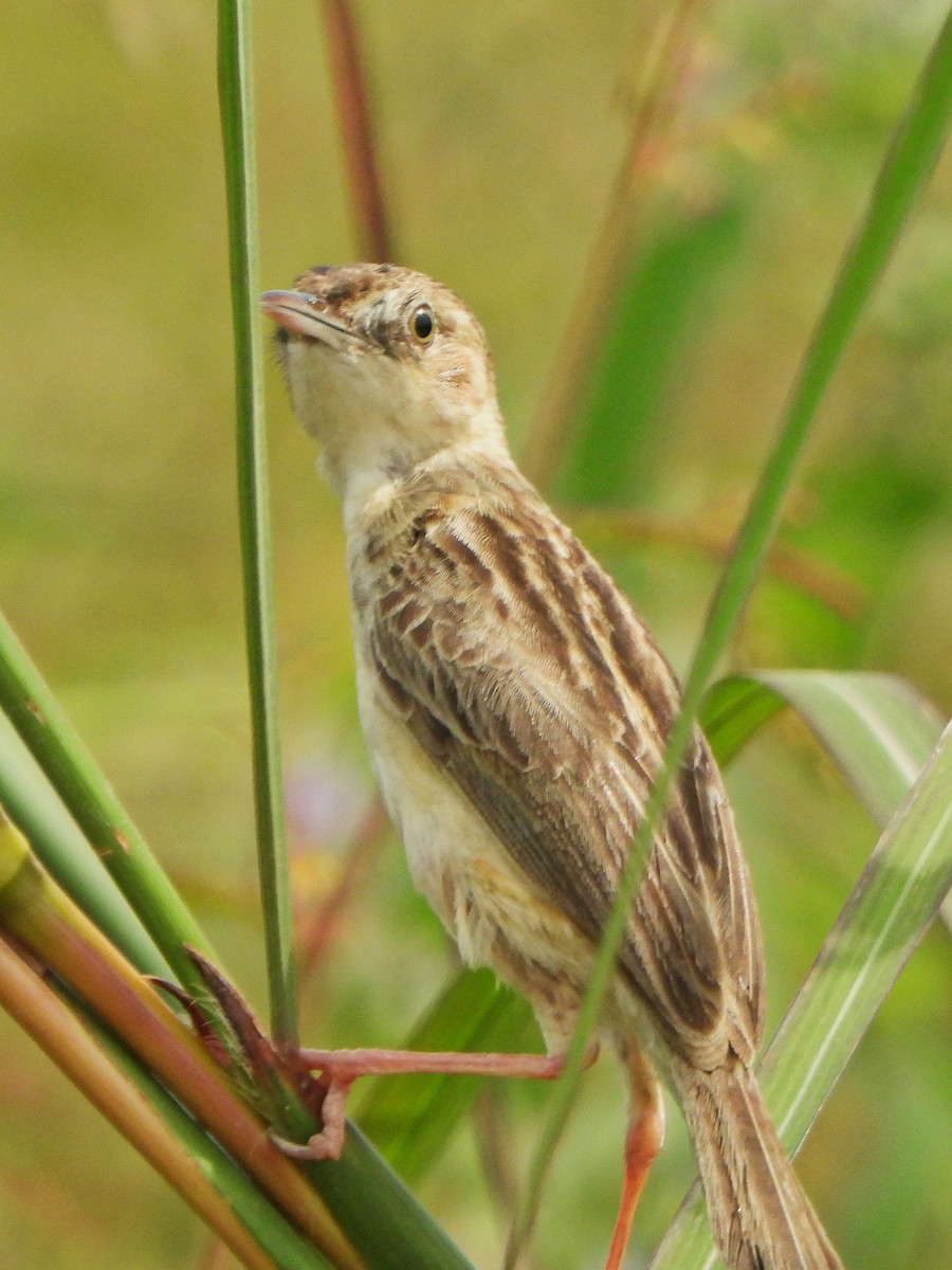 Zitting Cisticola - ML647170149
