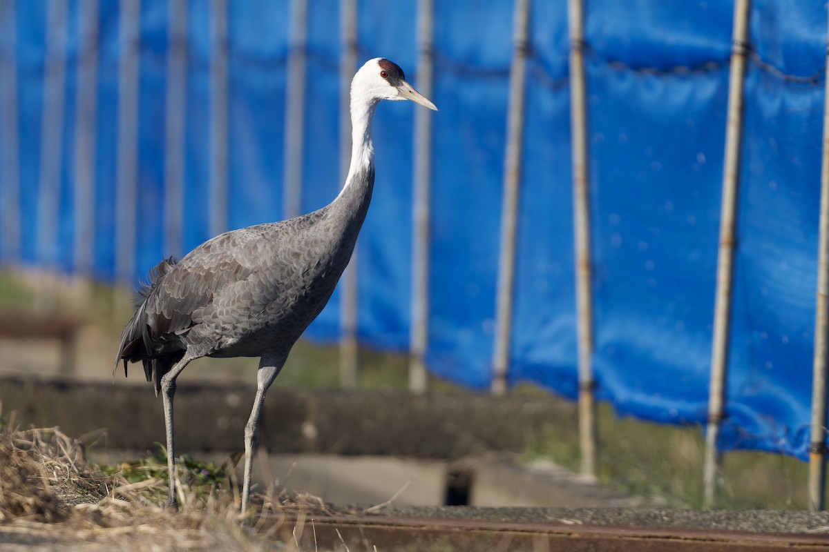 Hooded Crane - ML647170150
