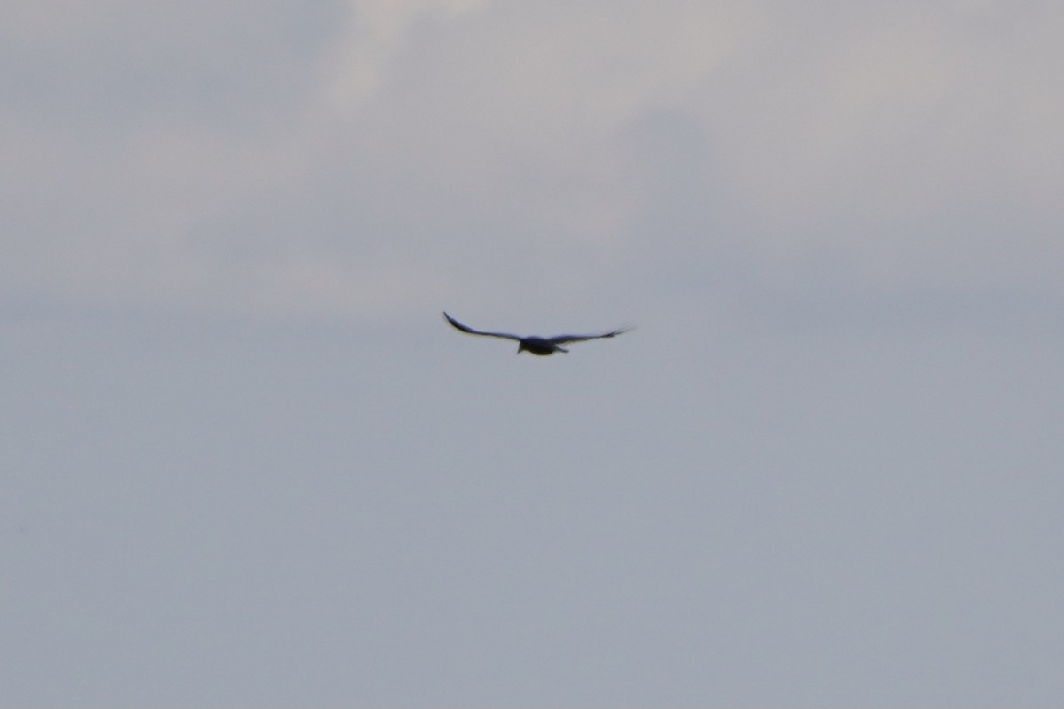 Common Raven - ML647170151