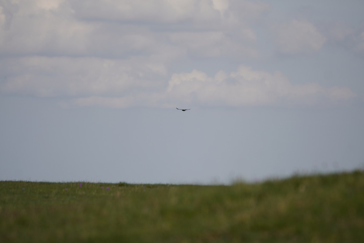 Common Raven - ML647170152