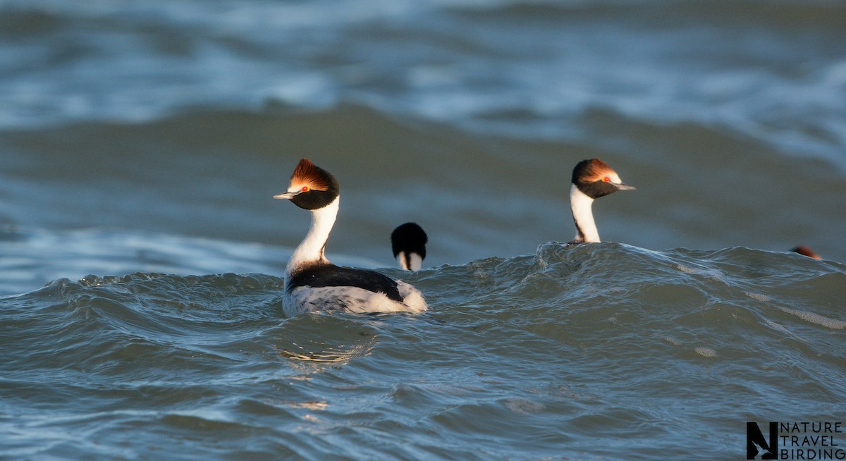 Hooded Grebe - ML647170153
