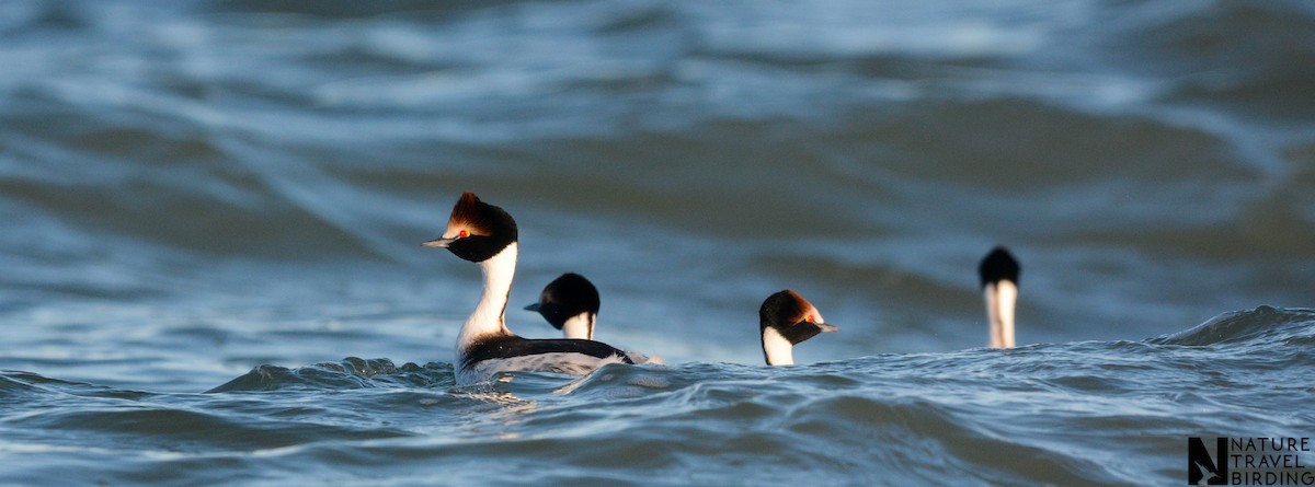 Hooded Grebe - ML647170154