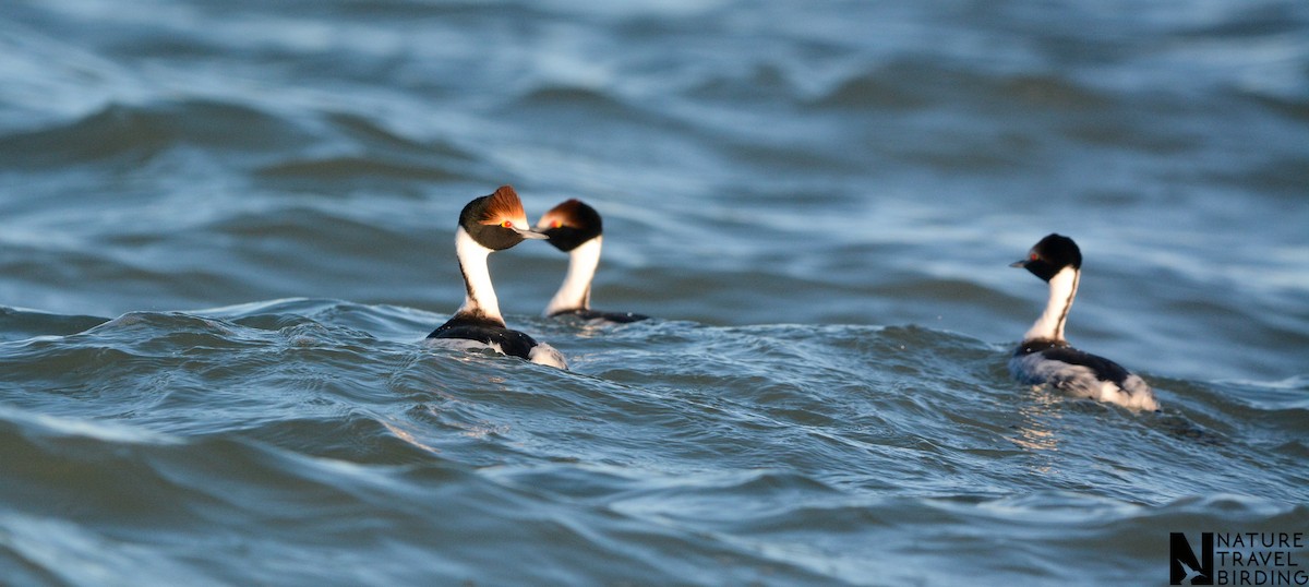 Hooded Grebe - ML647170155
