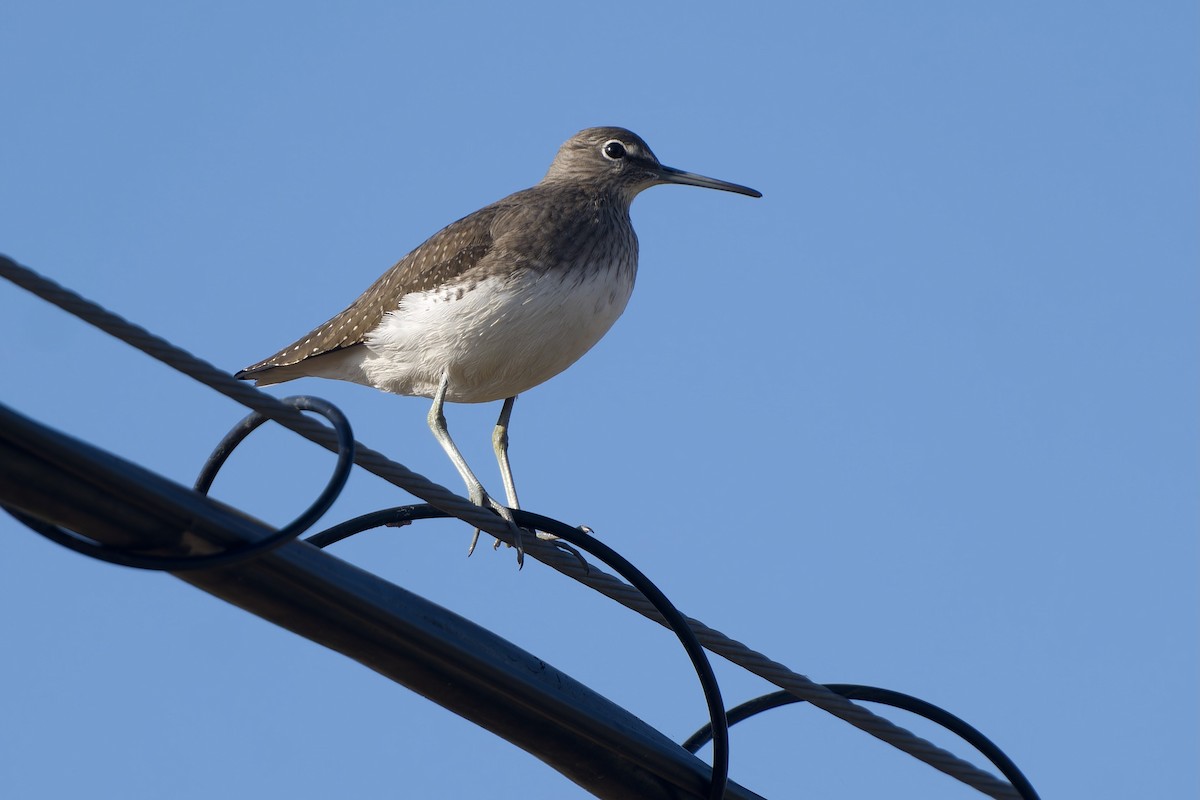 Green Sandpiper - ML647170156