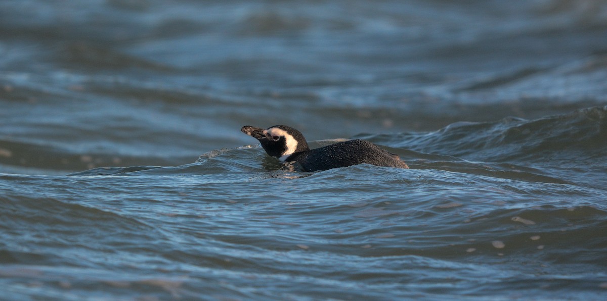 Magellanic Penguin - ML647170157