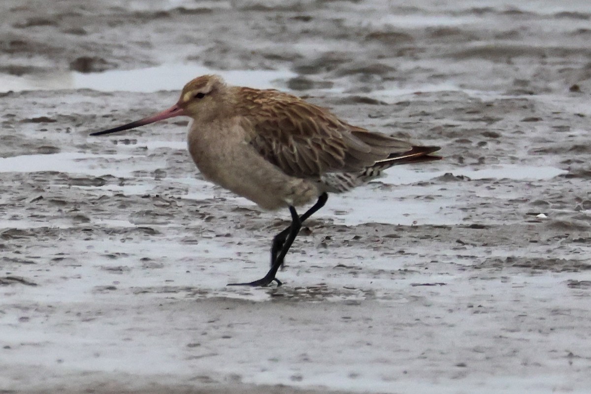 Bar-tailed Godwit - ML647170158