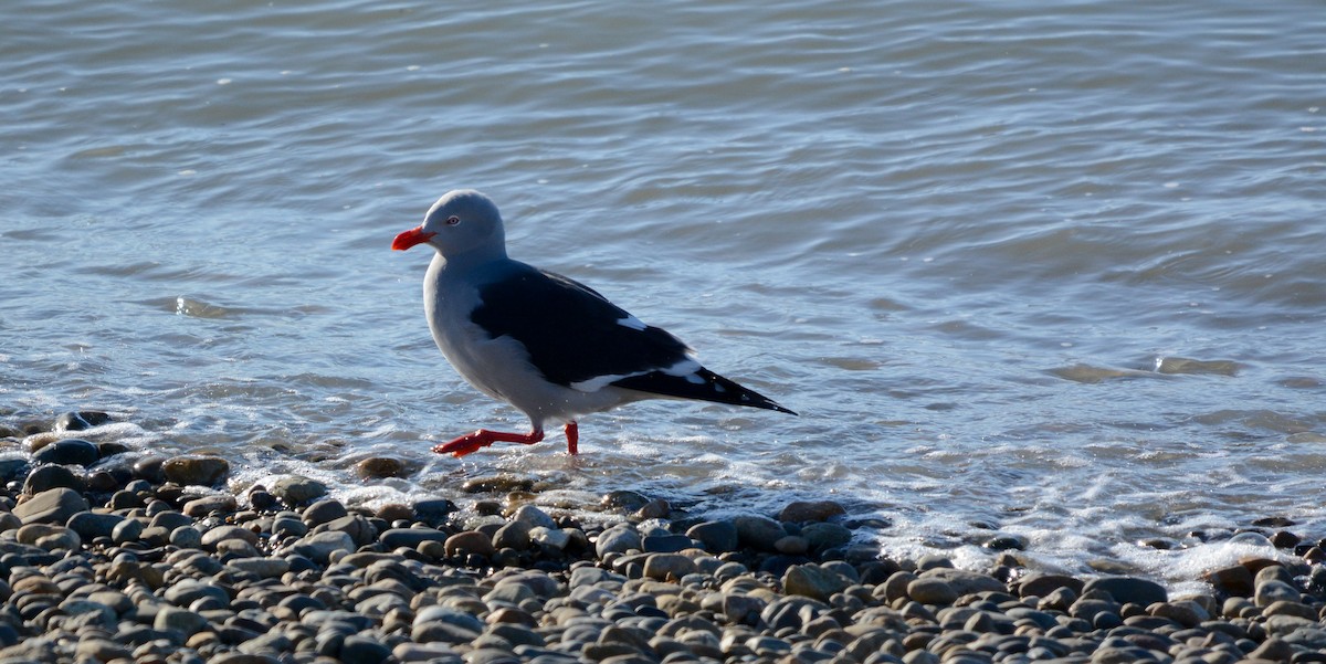Dolphin Gull - ML647170159
