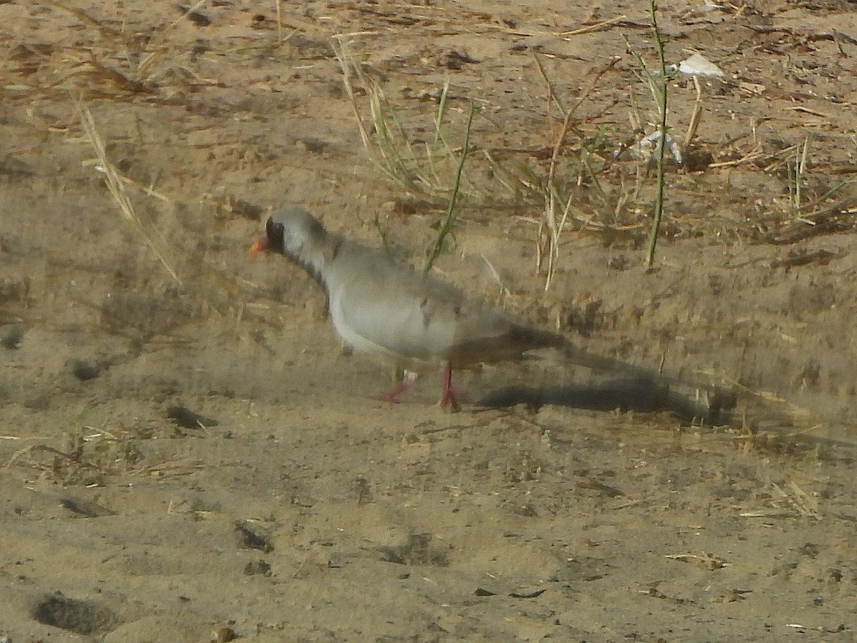 Namaqua Dove - ML647170160