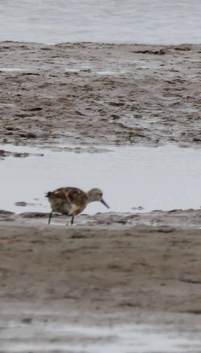 חופית להקנית - ML647170163