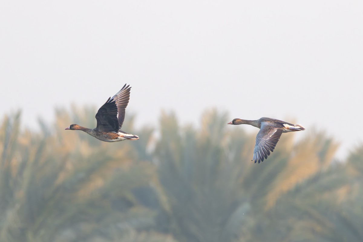 Greater White-fronted Goose - ML647170170