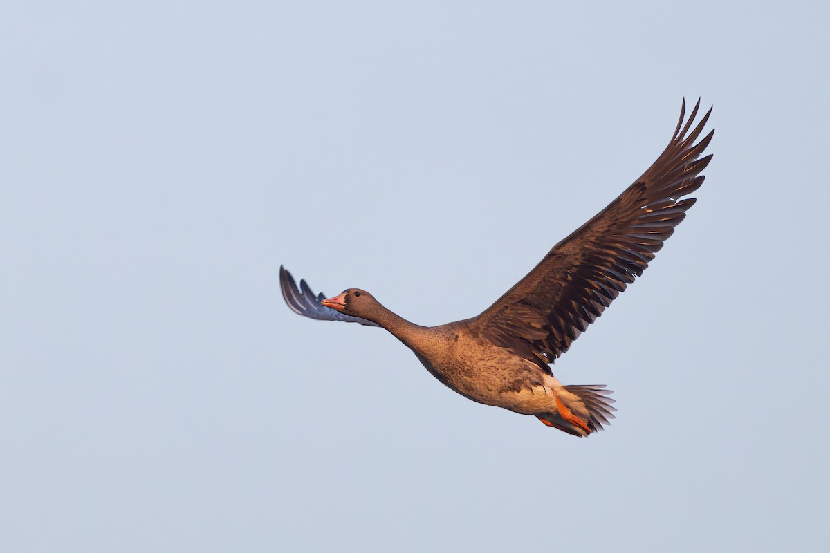Greater White-fronted Goose - ML647170171