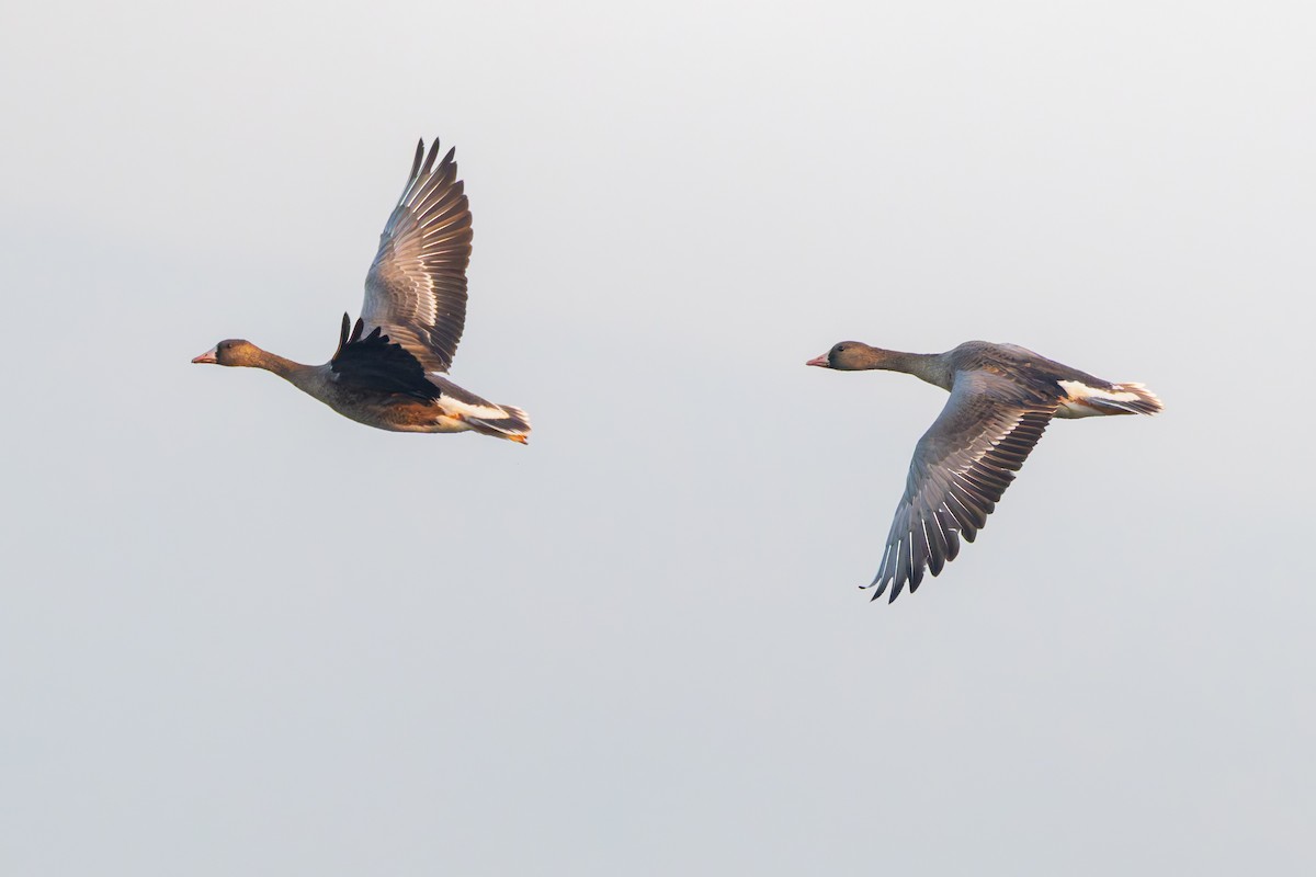 Greater White-fronted Goose - ML647170172
