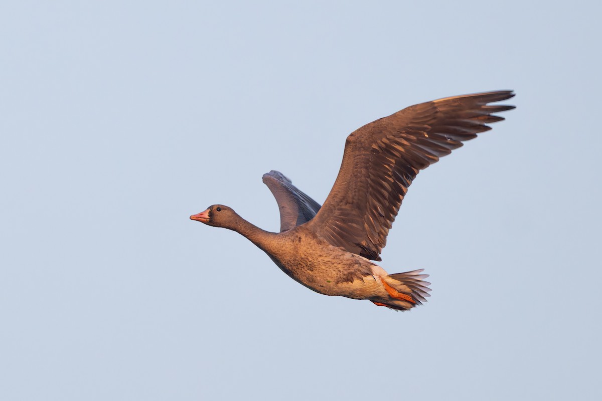 Greater White-fronted Goose - ML647170173