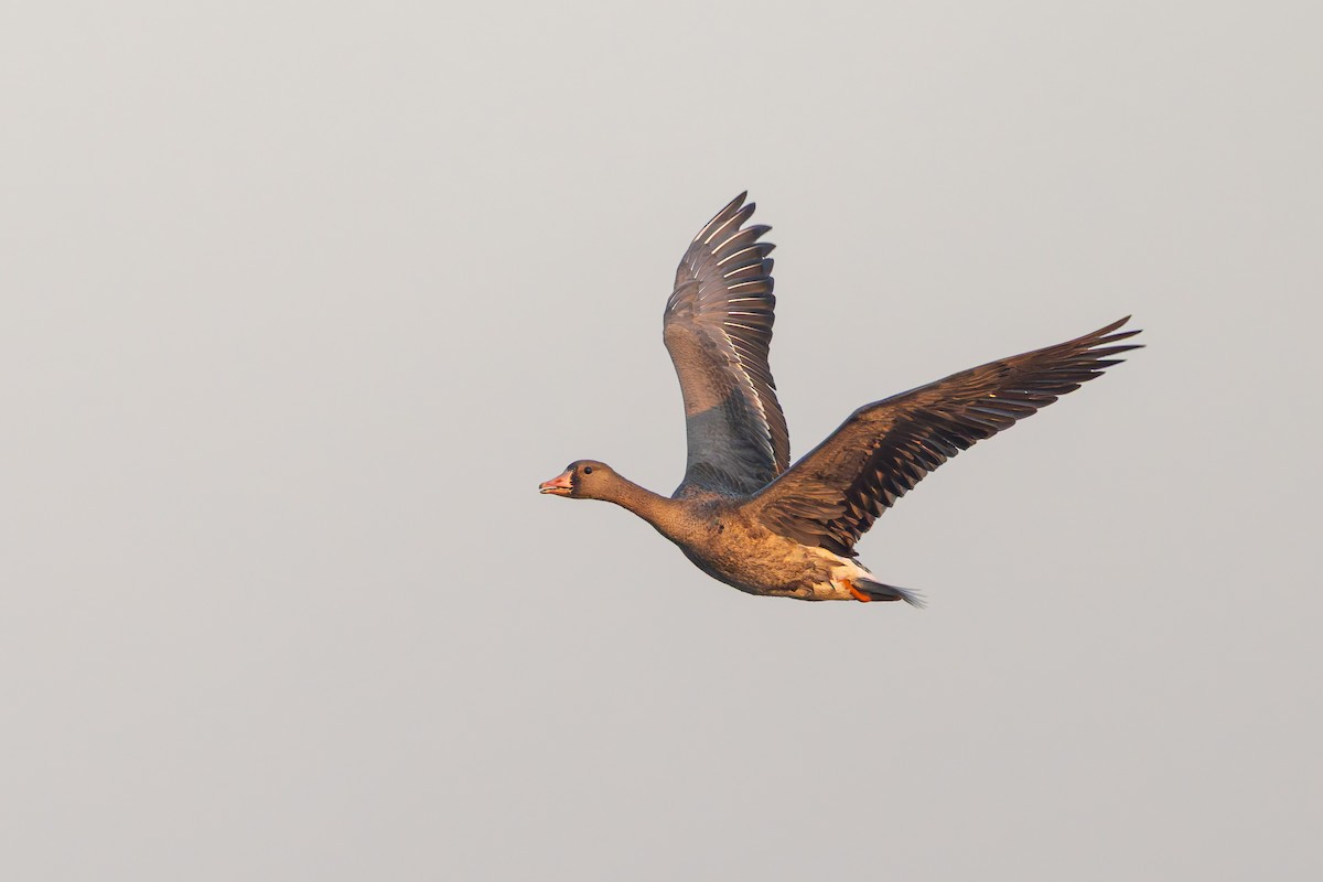 Greater White-fronted Goose - ML647170174