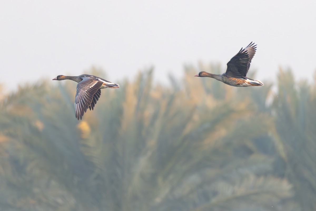 Greater White-fronted Goose - ML647170175